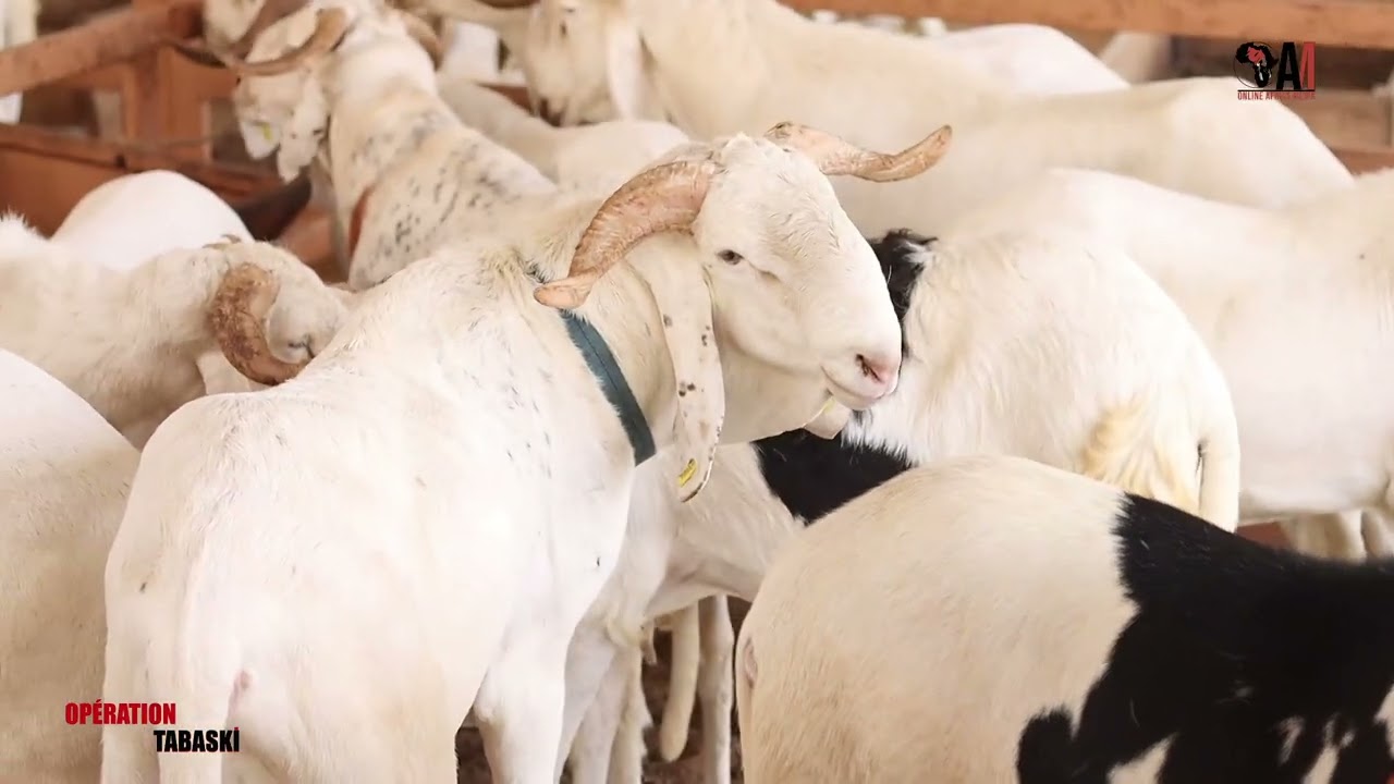 OPERATION TABASKI AVEC BERGERIE GALOYA 