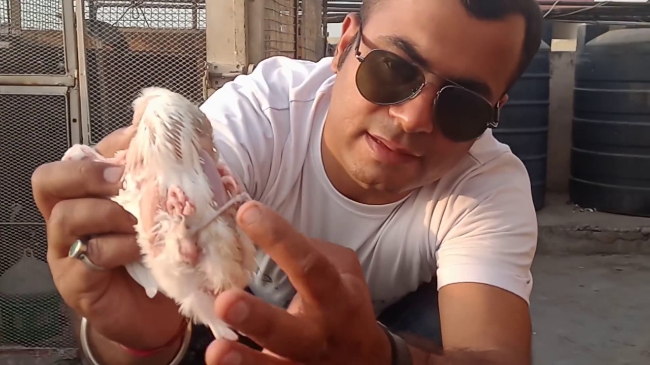 how to treat pigeons chicks legs deases