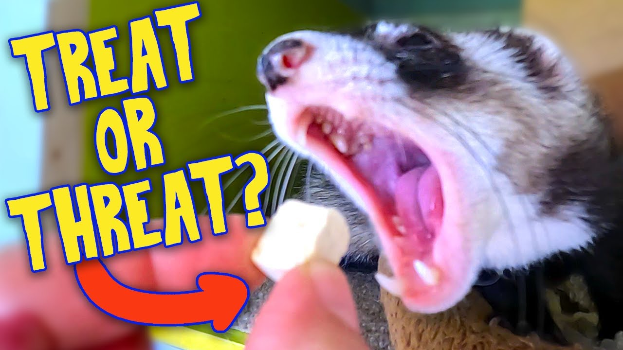 Best & Worst Treats for Ferrets: What’s Safe and What to Avoid
