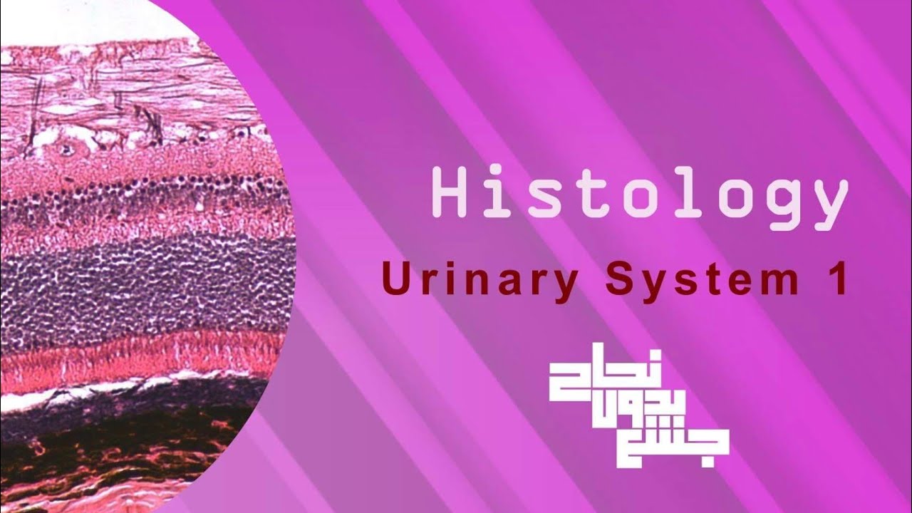 kidney (Urinary system), Histo L1