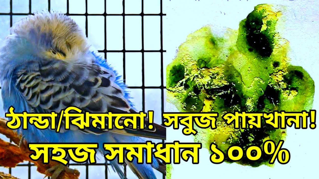 পাখি গা ফুলিয়ে বসে থাকে কেন?পাখির সবুজ ও চুনা পায়খানার সহজ সমাধান।#lovebird #budgies #কোকাটেল