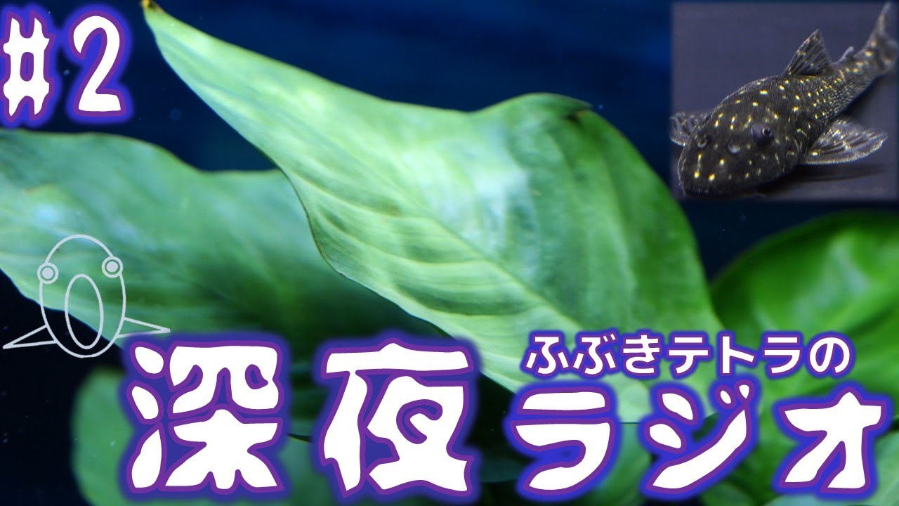 深夜のふぶきテトラのラジオ2回目。オトシンクルス・ネグロを遥かに凌駕する苔取り能力。夜に仕事をします…他【ふぶきテトラ】