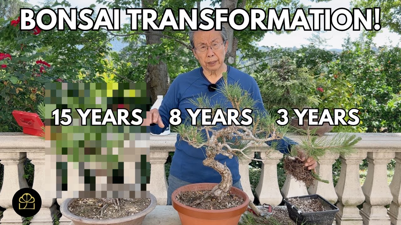 Как будет выглядеть ваш бонсай через 3, 8 и 15 лет