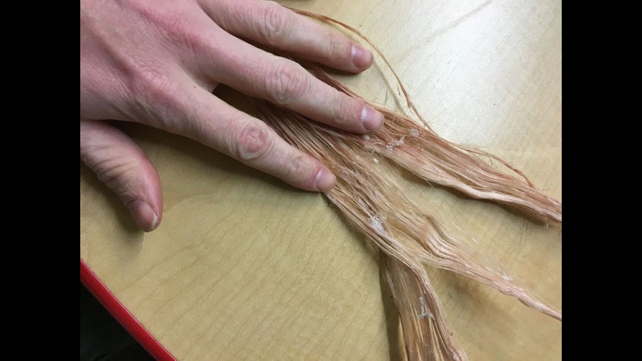 Working with a real animal sinew