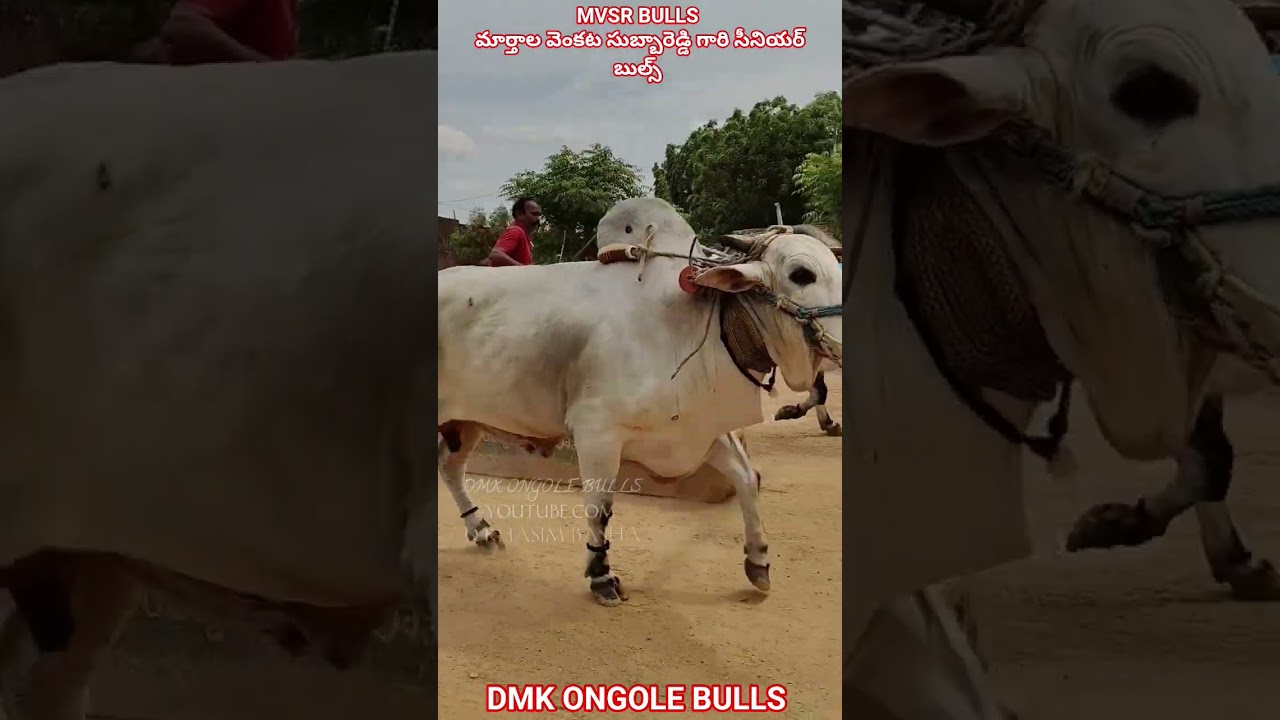 !!MVSR BULLS Gari senior Bulls #youtubeshorts #shorts #trendingshorts