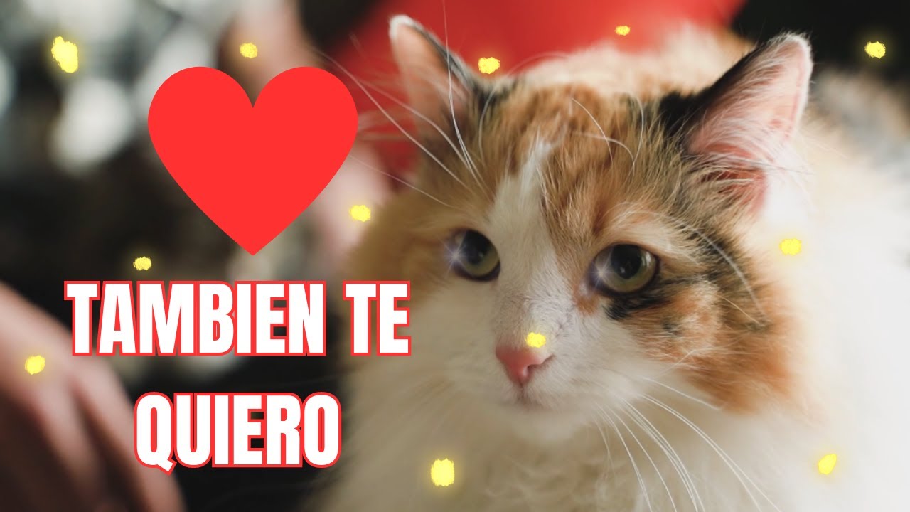 10 formas de decirle TE QUIERO a tu gato y que te entienda