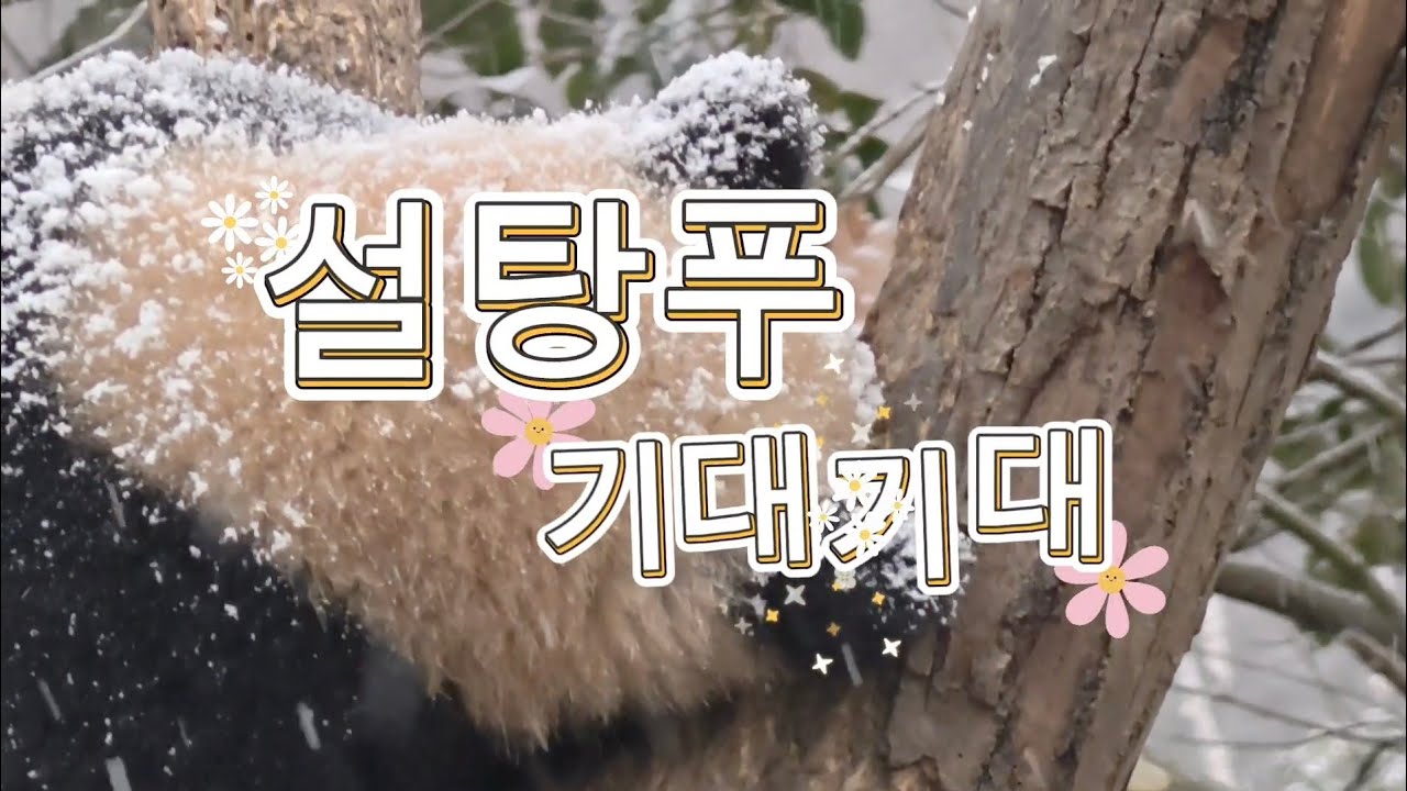 1/30 푸바오실시간 마감전  눈온다~ 설탕푸  미치도록 보고싶어요 