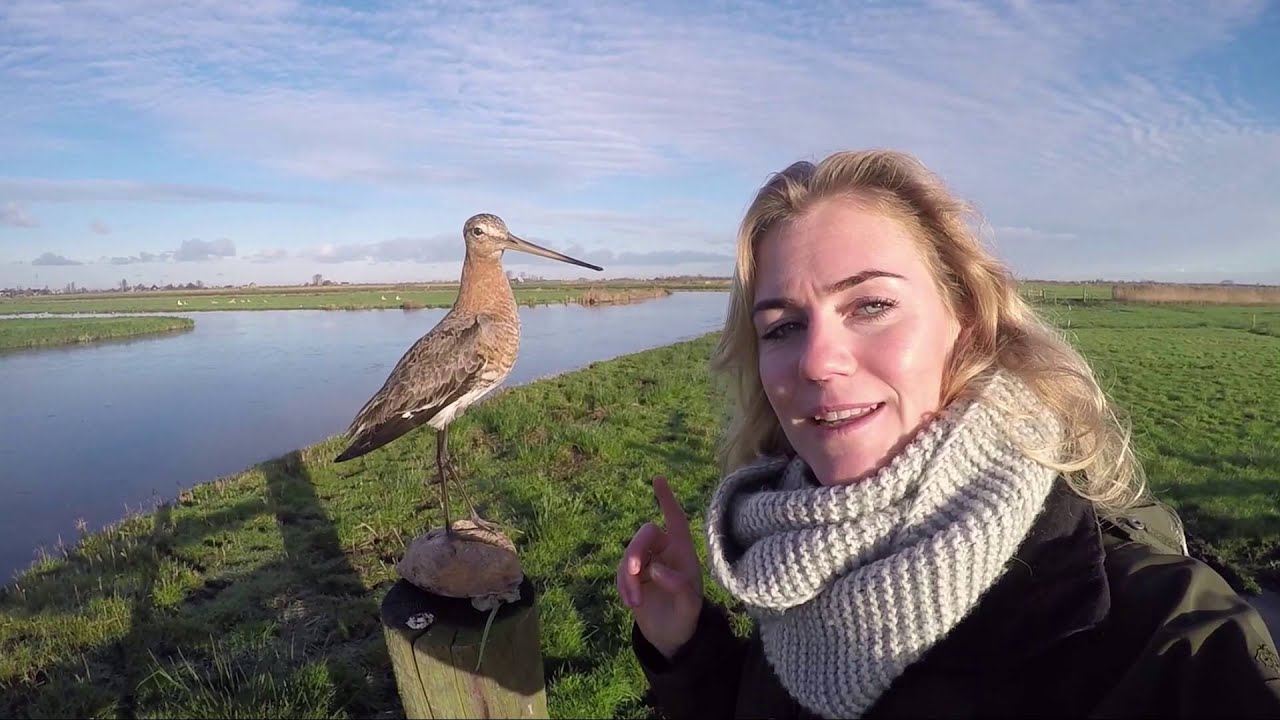 Zomer- & wintergasten | Op stap met boswachter Hanne | #9