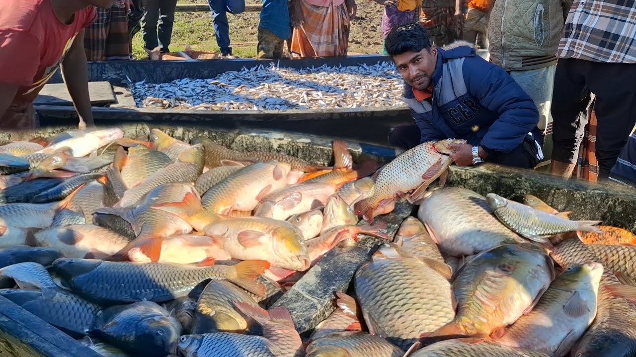 হাকালুকি হাওরের মালাম  বিল থেকে নৌকা বুঝাই করে ধরা হচ্ছে বড় বড় মাছ। #hakaluki TV