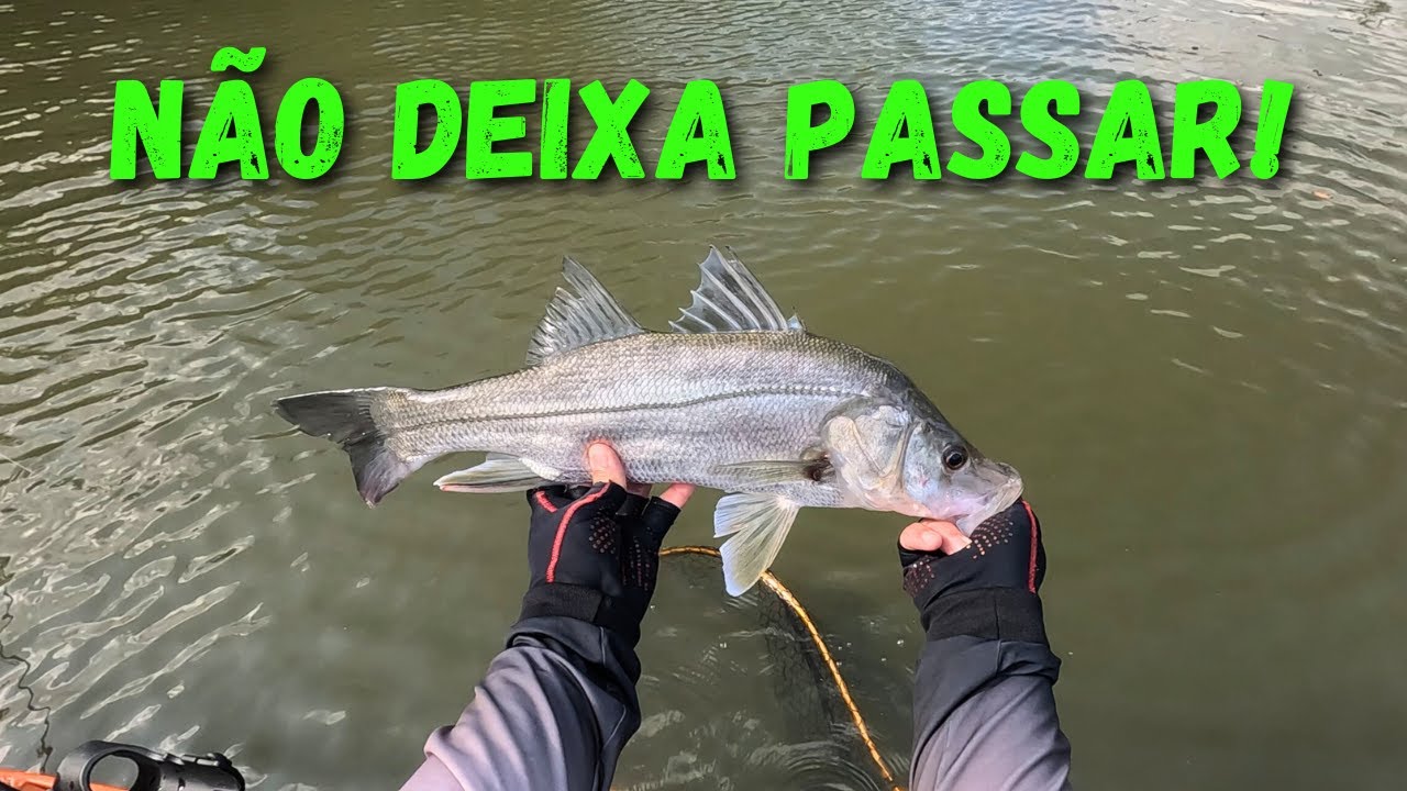 ROBALO AGRESSIVO NO STICK! Quebrando a Água