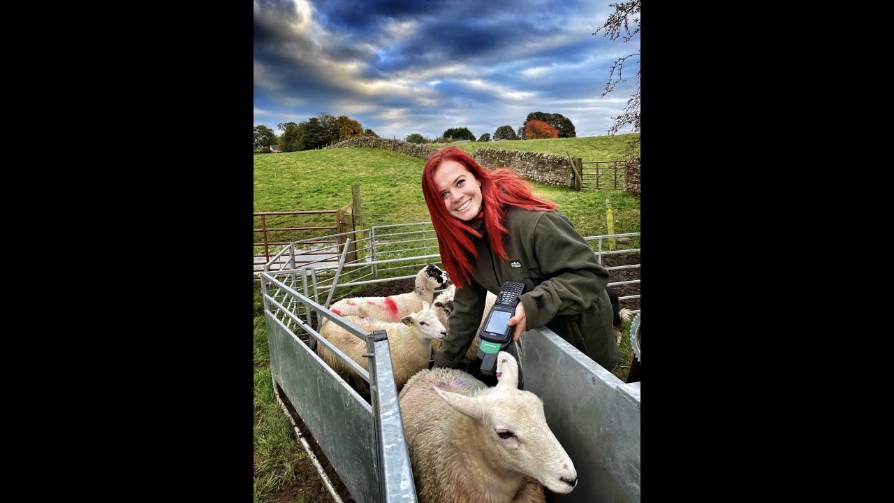 Innovis, Shearwell & Efficiency For the Flock!!!