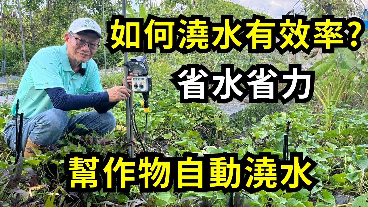 自動澆水器定時澆水省水省力，可APP遠端操作，天氣熱澆水更重要。陽台盆栽、大面積種植有不同噴頭，簡單好用，出國也放心| 阿星種植