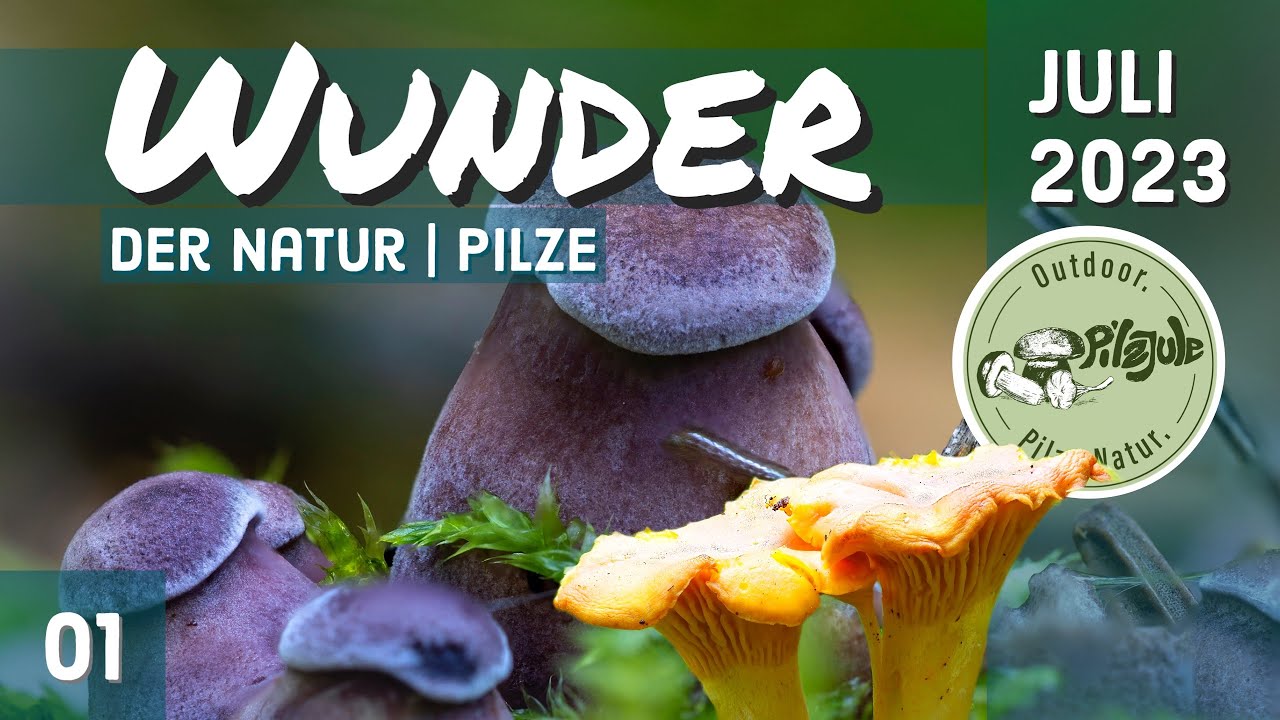 WUNDER der Natur! Pfifferlinge, Samtfusskrempling, Schwefelporling uvm. | PILZE IM Juli 2023 | EP01