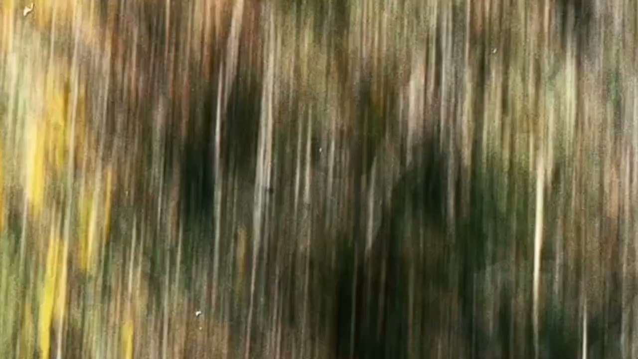 Nicolas Repac - King Kong Saudade