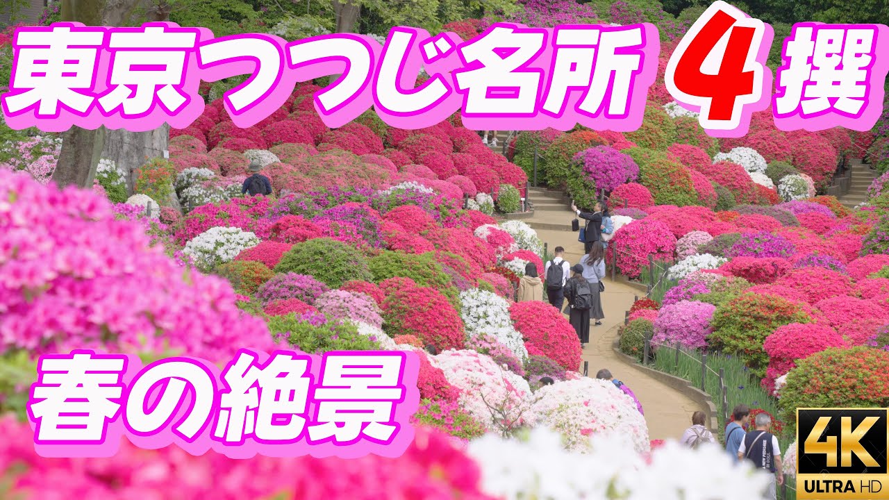 【東京つつじ名所4選】根津神社・皇居東御苑・新宿御苑・神代植物公園を巡る春の絶景 TokyoAzalea　つつじ祭り2025　つつじまつり