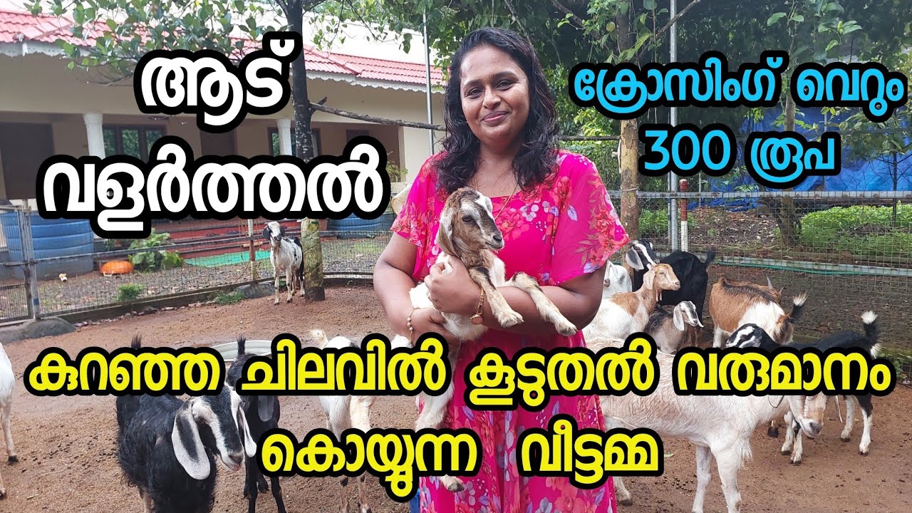 ആട് വളർത്തൽ| കുറഞ്ഞ ചിലവിൽ കൂടുതൽ ലാഭം കൊയ്യുന്ന വീട്ടമ്മ|Goat Farm Malayalam
