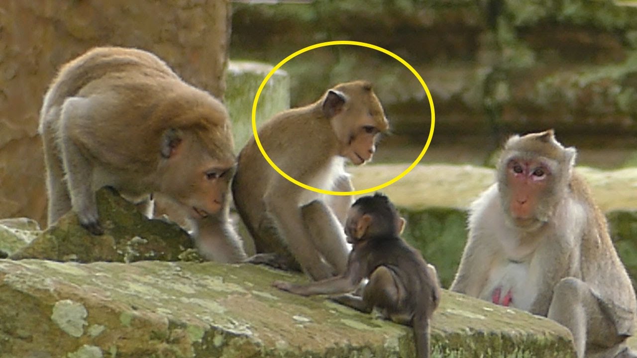MG! Shockinge JANA Monkey Do Not Move When DUCH Coming Behind& Try To Capture JAZZY But Still Happen