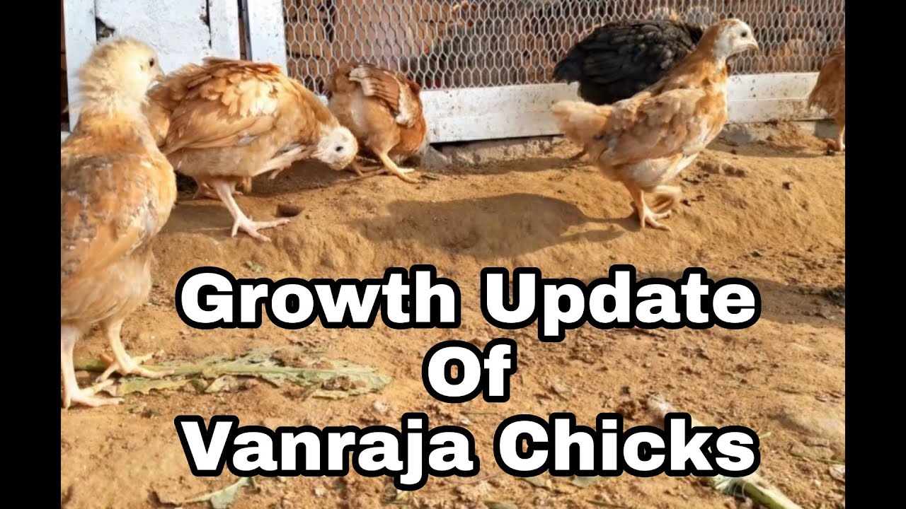 Growth update of my vanraja chicks.
