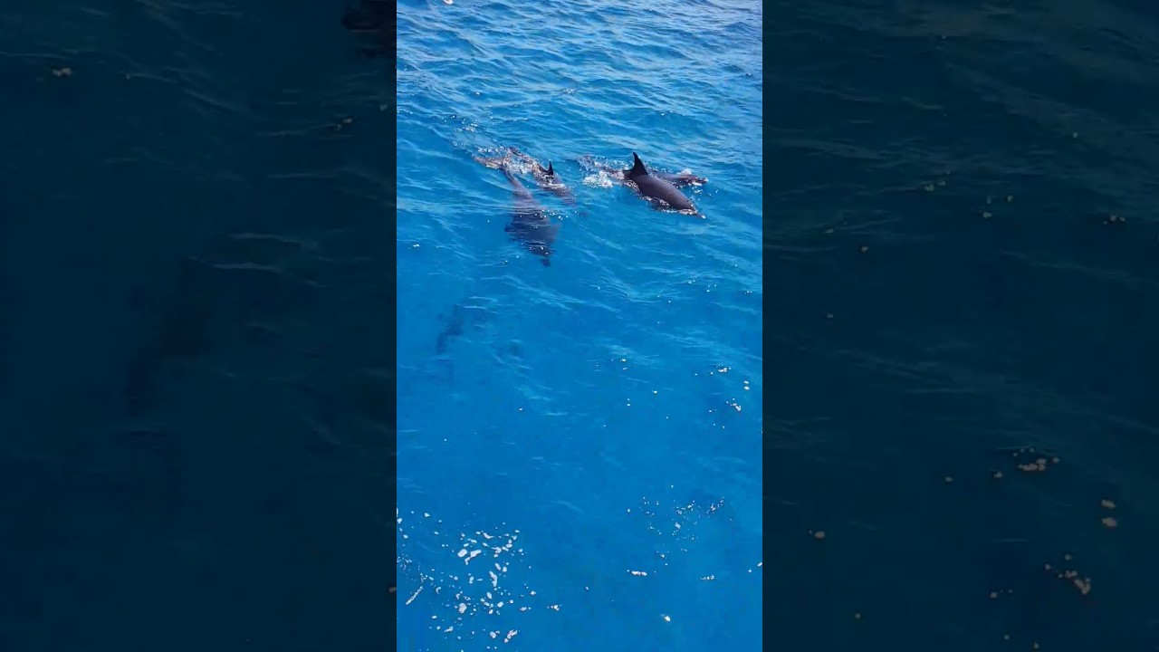 Dolphin house red sea hurghada