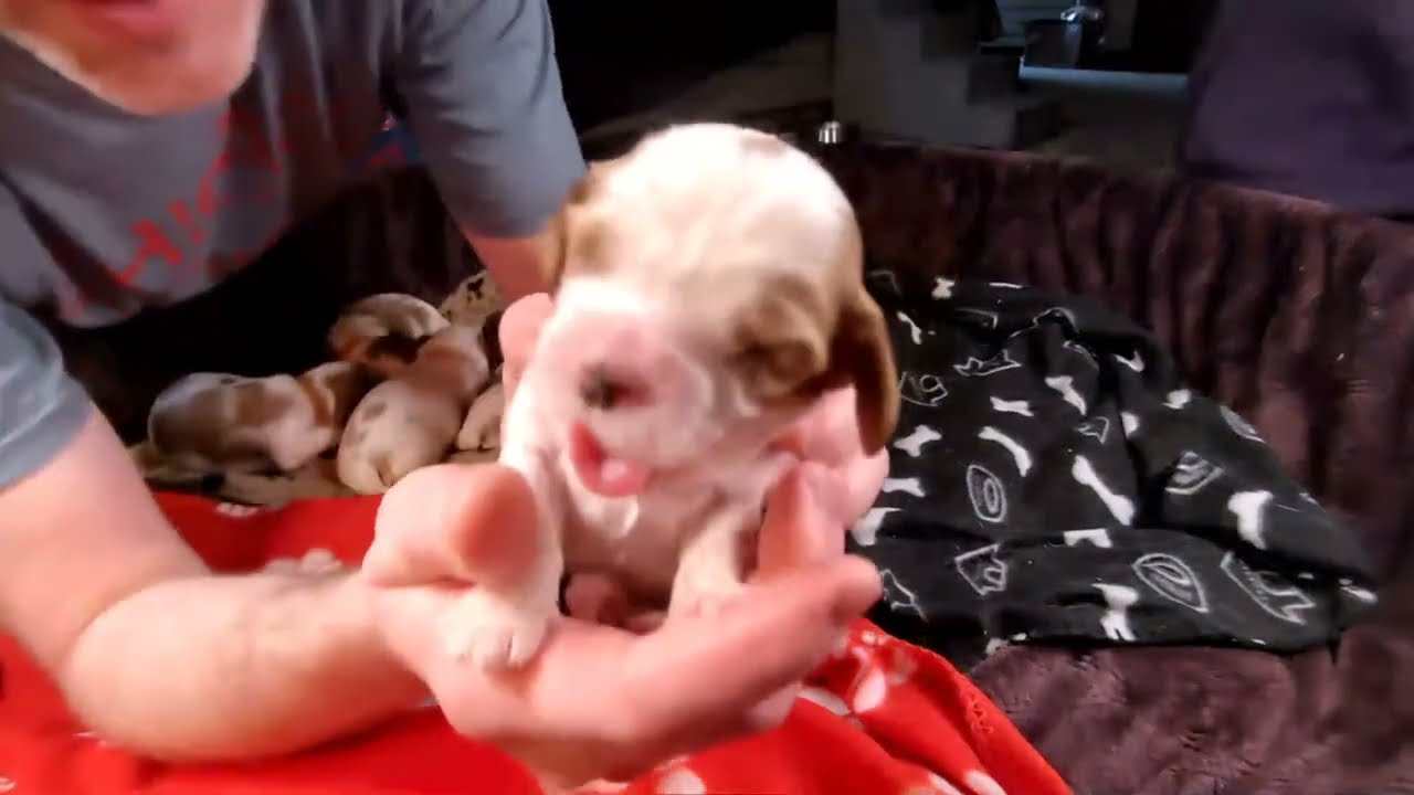 Cavalier Puppies Live: Potty Training Continues!