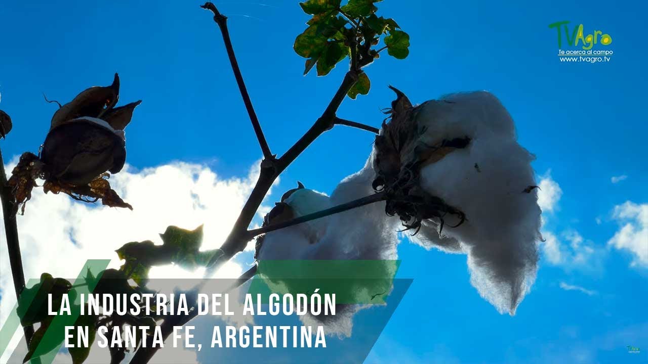 La industria del algodón en Santa fe, Argentina - TvAgro por Juan Gonzalo Angel Restrepo