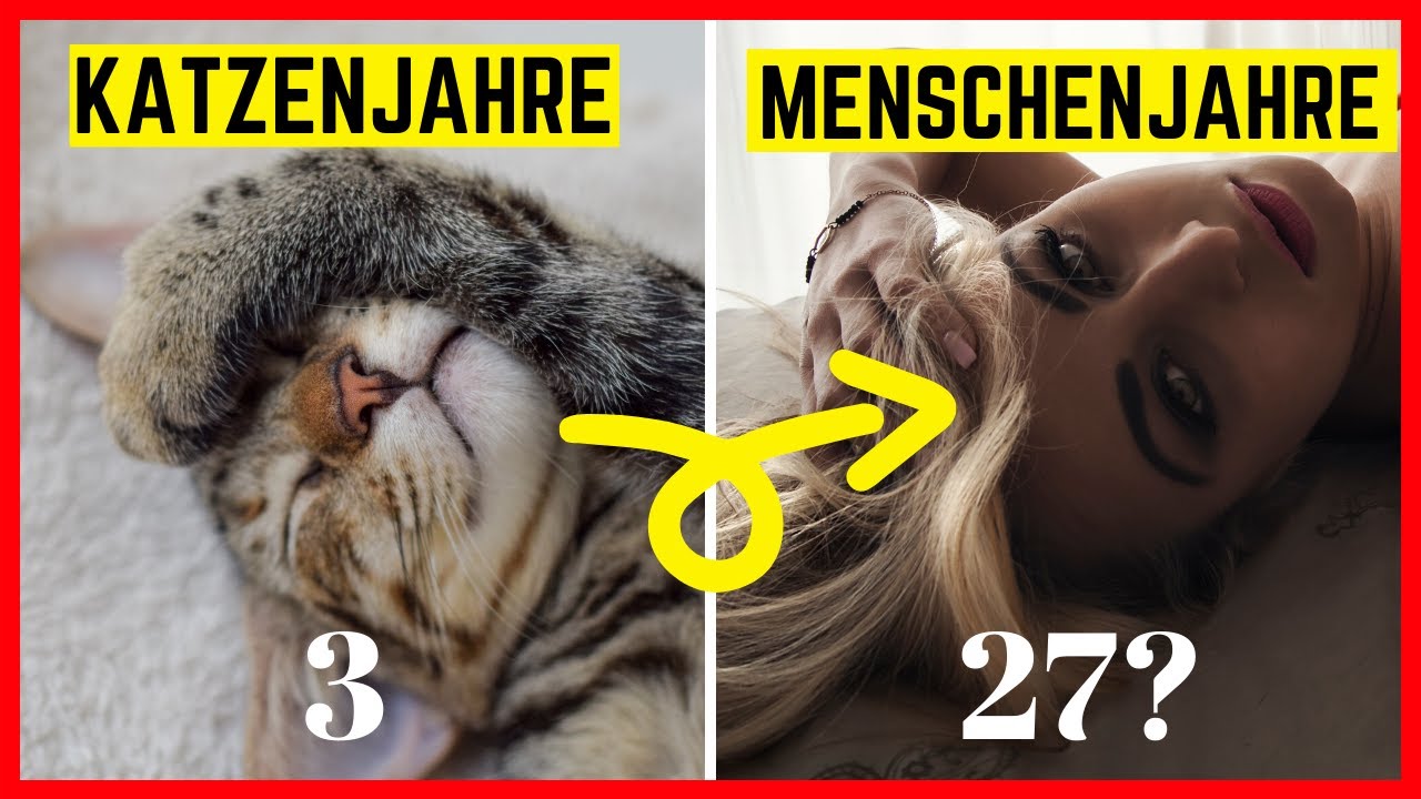 Katzenjahre in Menschenjahre umrechnen | Formel & Bedeutung