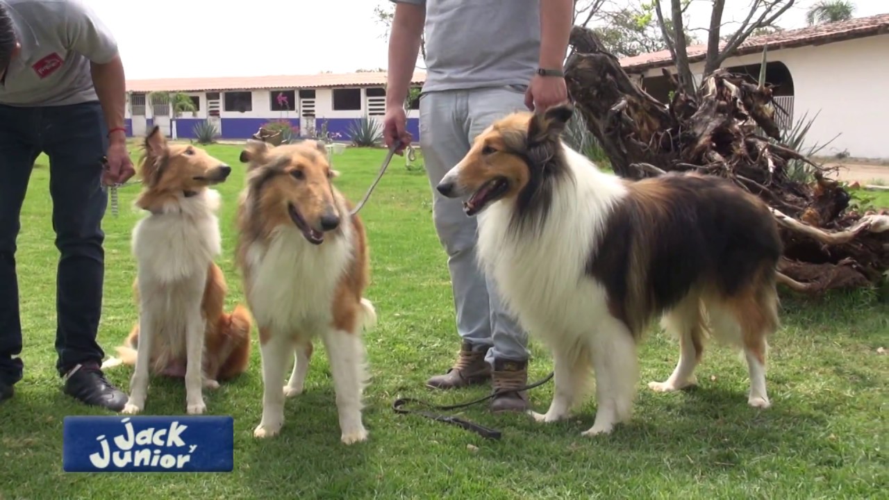 Rough Collie