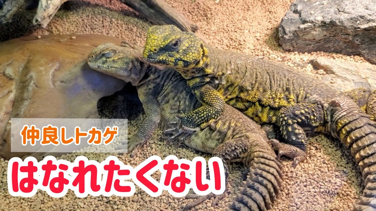 【ゲイリートゲオアガマ】同居に再挑戦！2匹のベビちゃんが見てみたい！