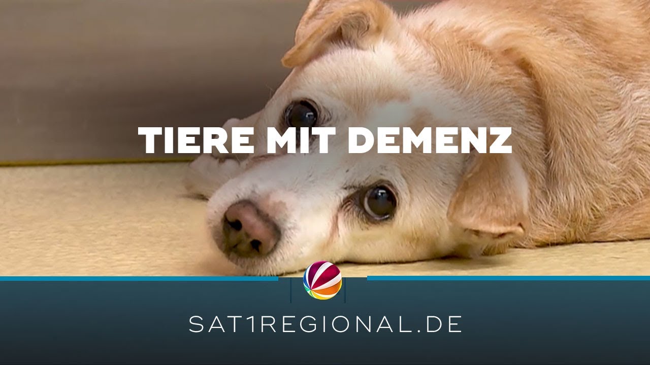 Demenz bei Tieren: Sprechstunde für Menschen mit betroffenen Hunden und Katzen