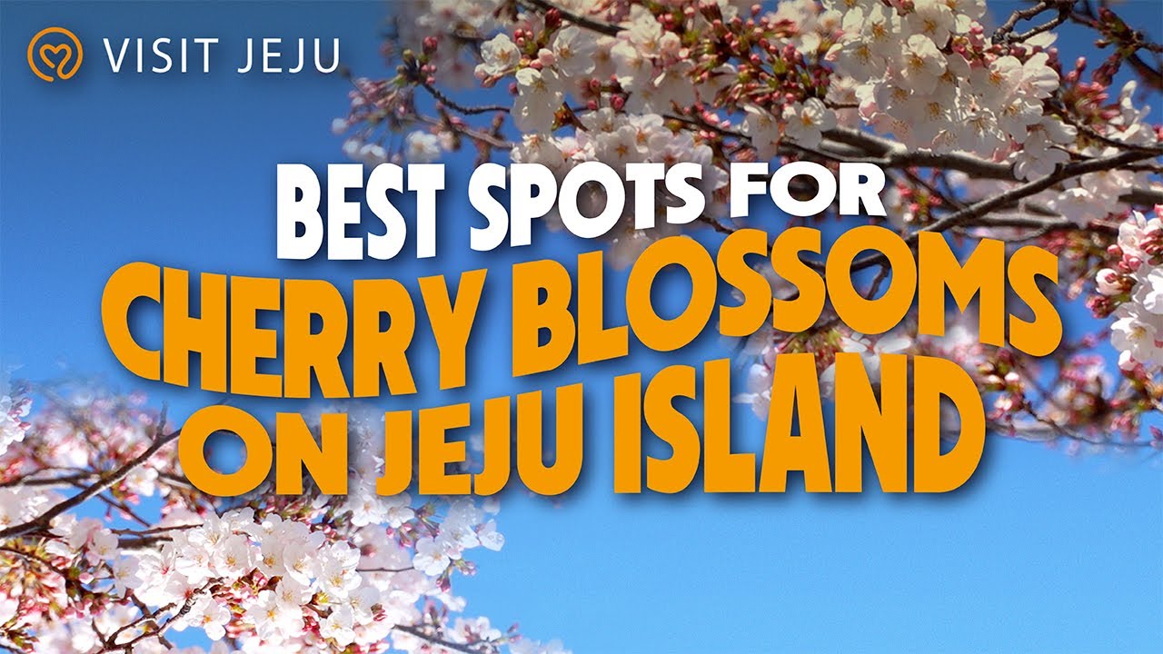Best Spots for Cherry Blossoms on Jeju Island, South Korea