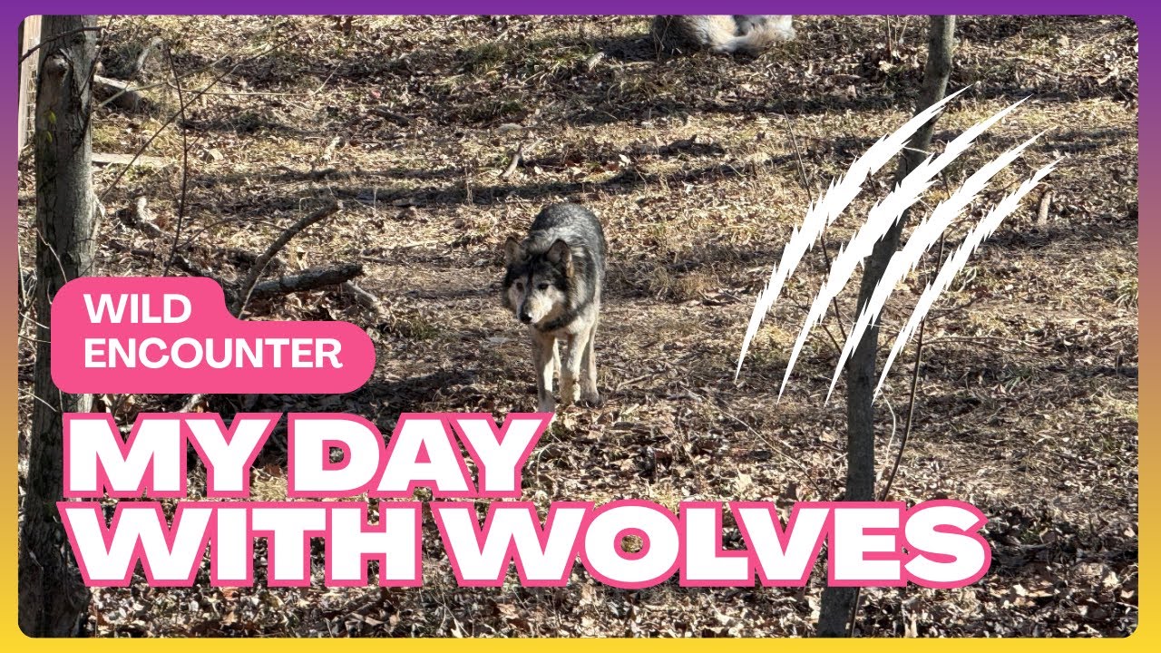 MY TOUR OF THE ENDANGERED WOLF CENTER | Eureka, MO Vlog #2