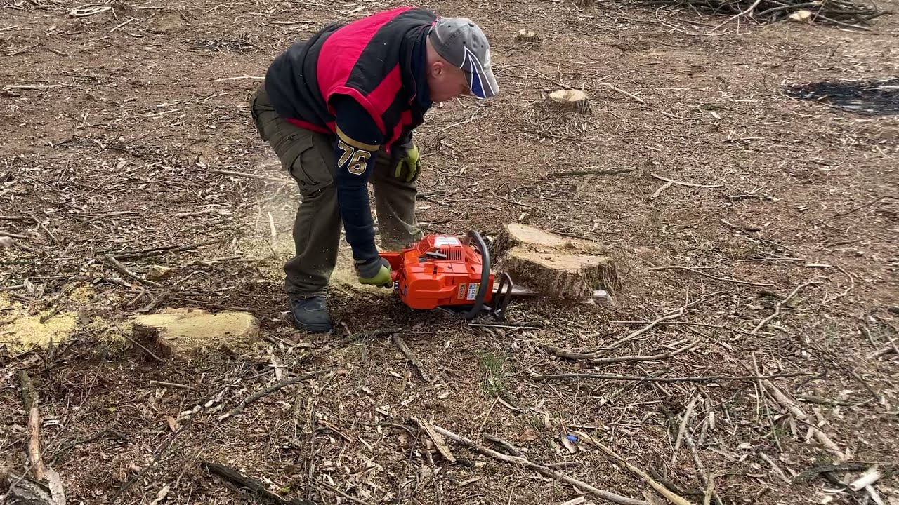 Husqvarna 395 xp! Akác tuskó vágás!