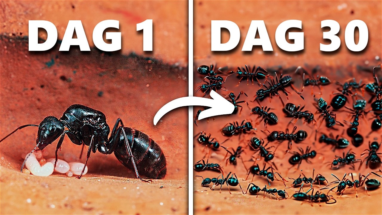 Een Mierenkolonie 30 Dagen Lang Simuleren