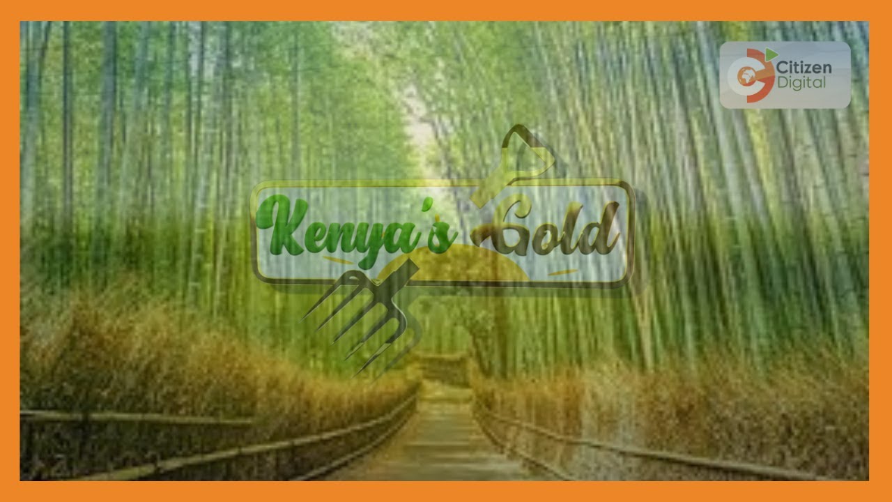 Kenya's Gold | Seed propagation of bamboo trees using modern technology