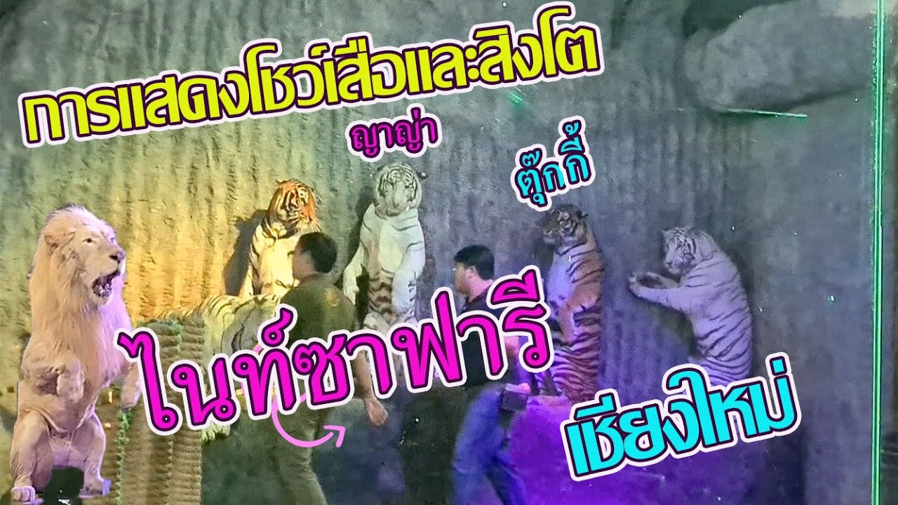 การแสดงโชว์เสือและสิงโต ไนท์ซาฟารี เชียงใหม่