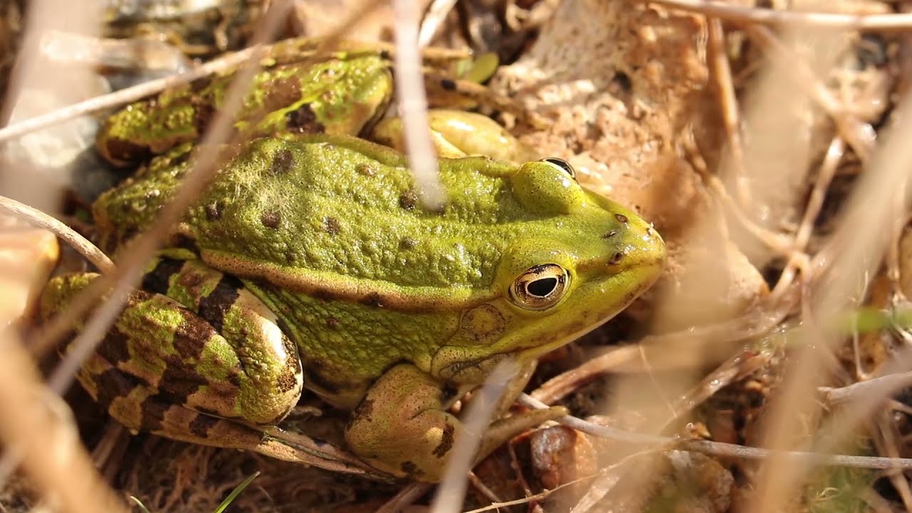 Passion Zones Humides : la grenouille verte commune (Pelophylax kl. esculentus)