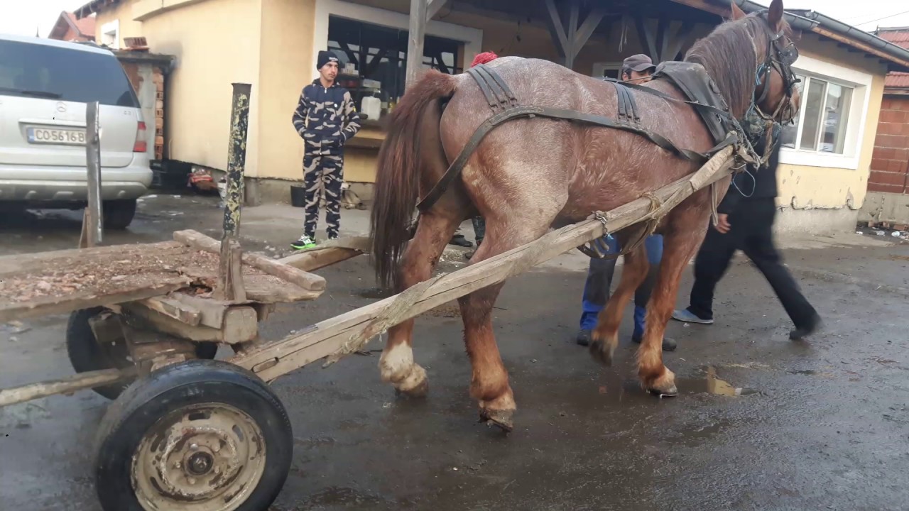 Кон Мичо от Самоков