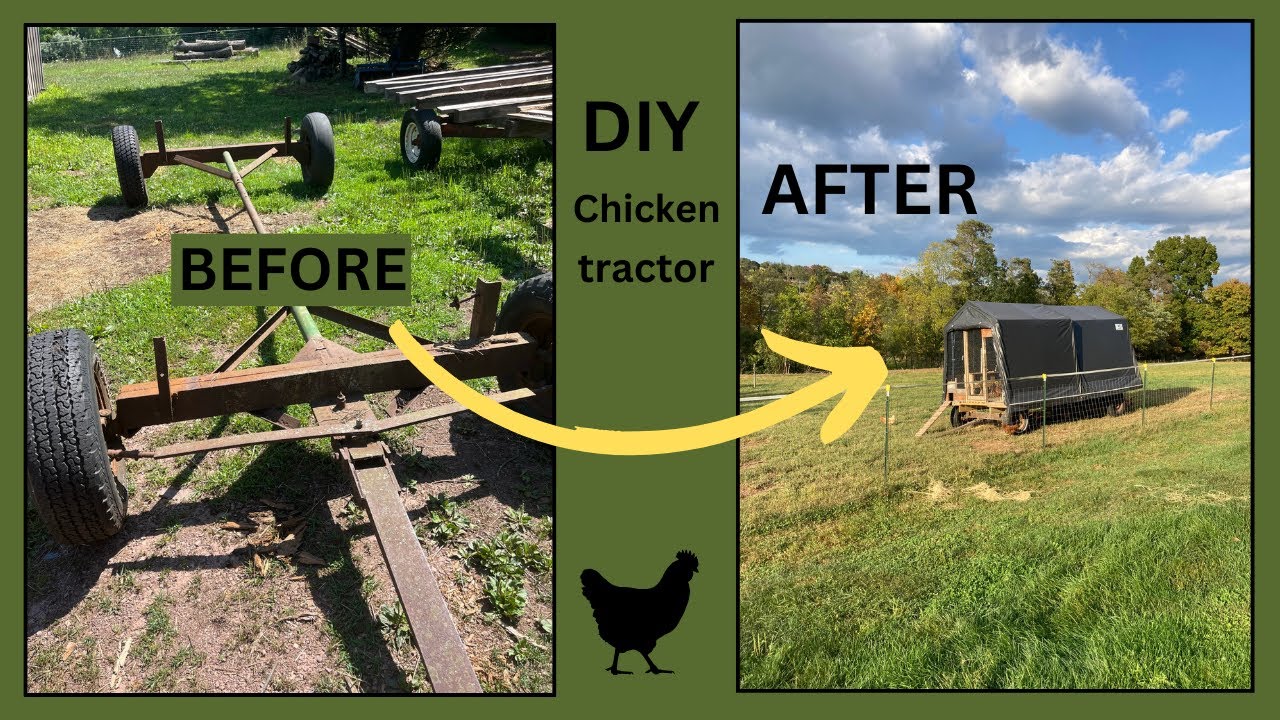 DIY Chicken Tractor. Our NEW chicken tractor for our EGG LAYERS!