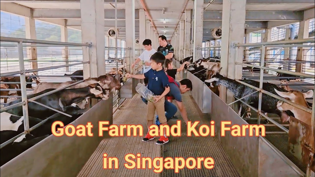 Goat Farm and Koi Farm in Singapore