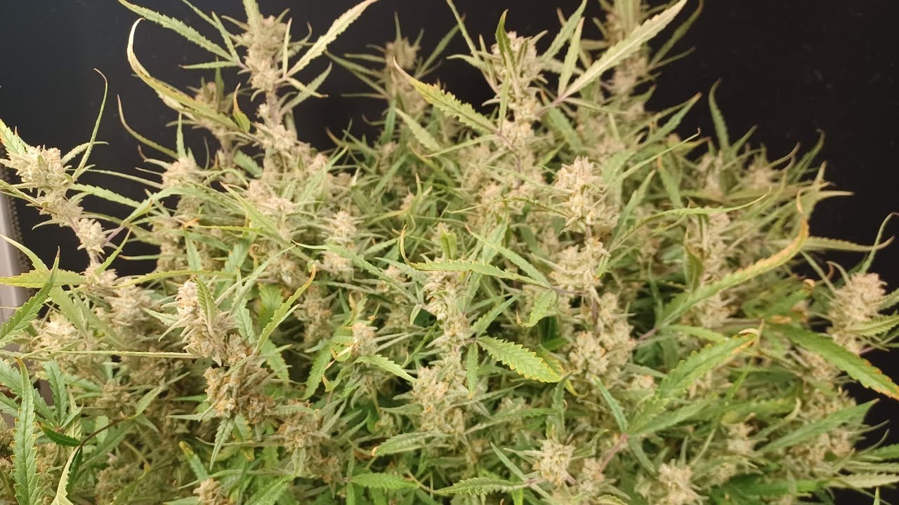 Huge Strawberry Cake Autoflower from Ganja Farmer. Mars Hydro FC4800 medical marijuana grow 🍓