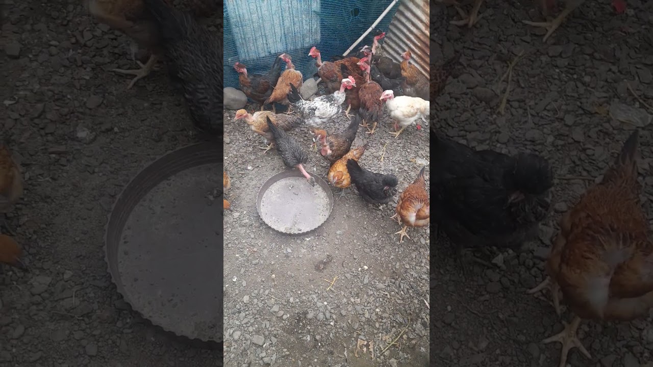 The Naked Neck Chicken: Nature&rsquo;s Featherless Wonder