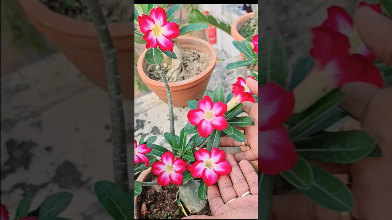 Adenium 10 - Naadan tricolour candy..  #adeniumvarieties   #tricolourdesertcandy   #sajisinnovations