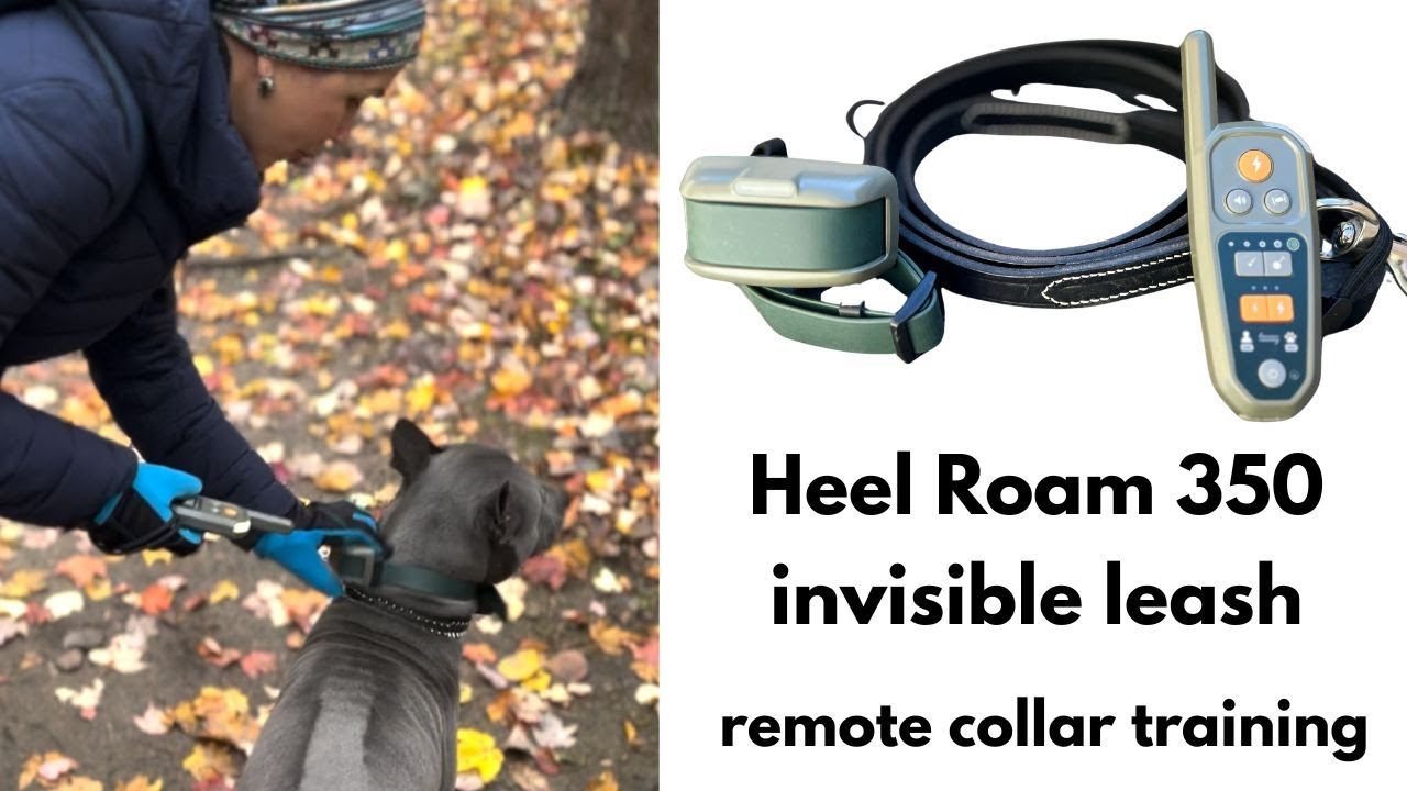 Part 2: Off-Leash Training with Heel Roam 350 Invisible Leash Remote Collar | Results and Review