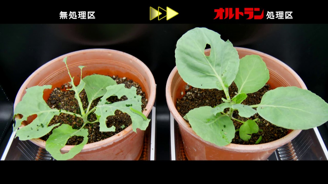 殺虫剤の「オルトラン」　散布後のアオムシへの効果を紹介した動画です。（アリスタライフサイエンス）
