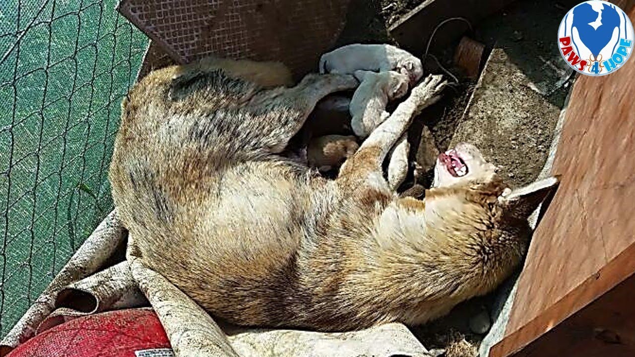 Rescue Abandoned Mum Dog Lose Hope and Her Newborn Puppies