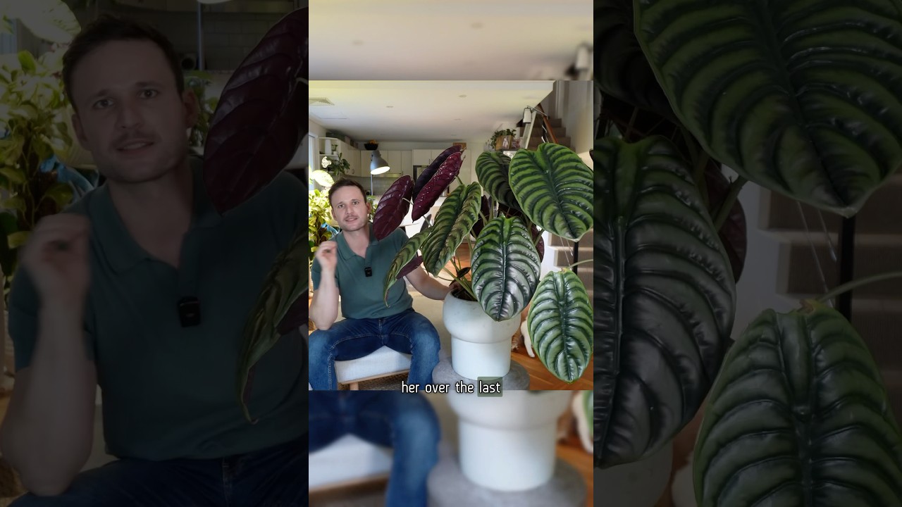 Everything you need to know to grow Alocasia cuprea 👆 full video #alocasiacuprea