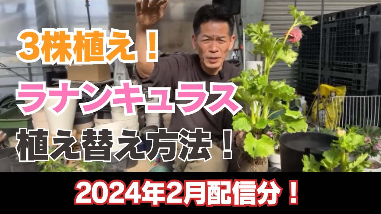 【切り抜き動画】3株植え！ラナンキュラスの植え替え方法！
