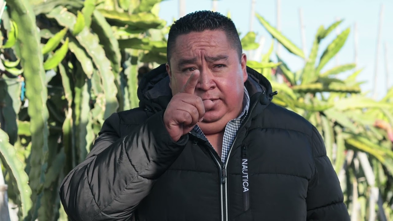 Secretos Revelados: El Cultivo Exitoso de Pitahayas | El Diario en el Campo