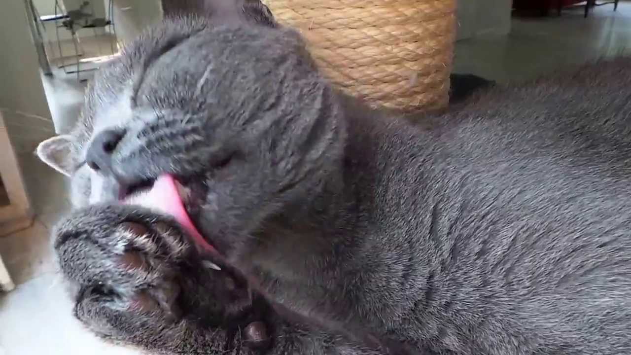 Cleaning chartreux cat Hyacinthe.