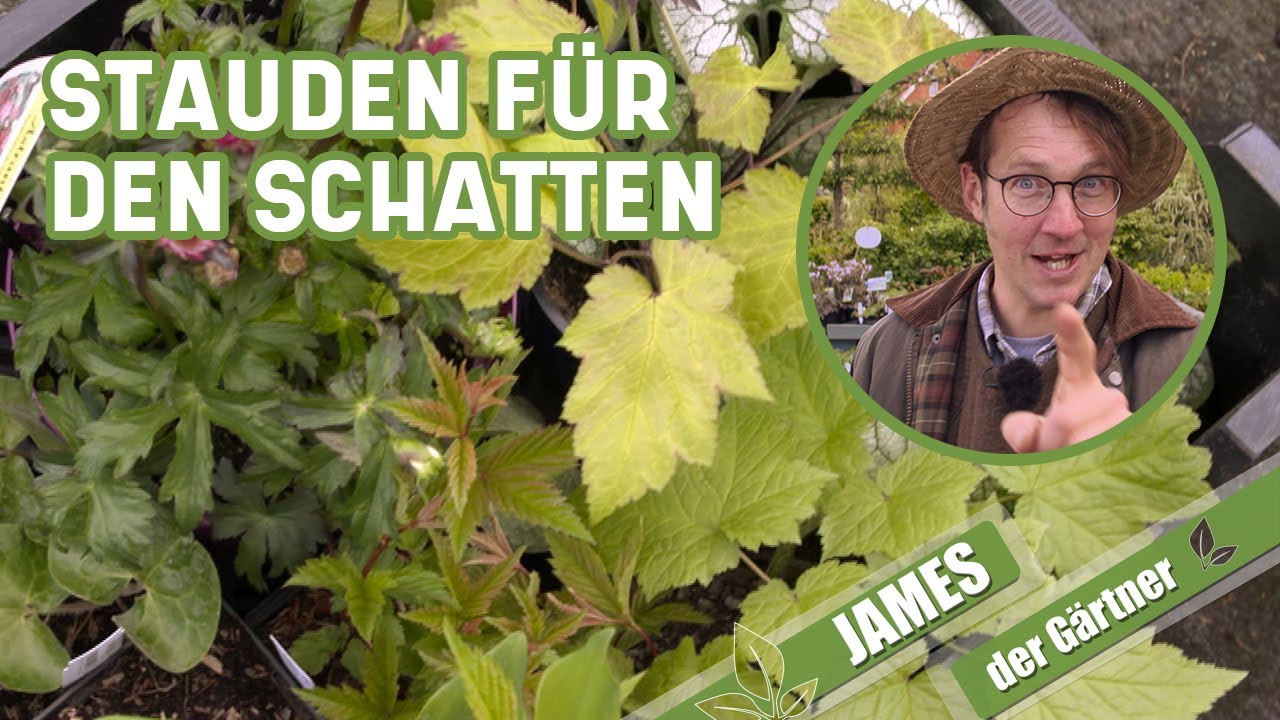 Diese Pflanzen gedeihen im Schatten | James der Gärtner